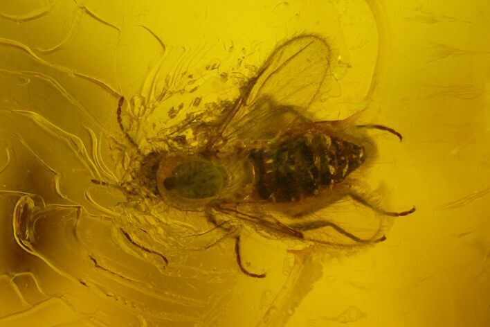 Fossil Fly (Diptera) And Wasp (Hymenoptera) In Baltic Amber #135076